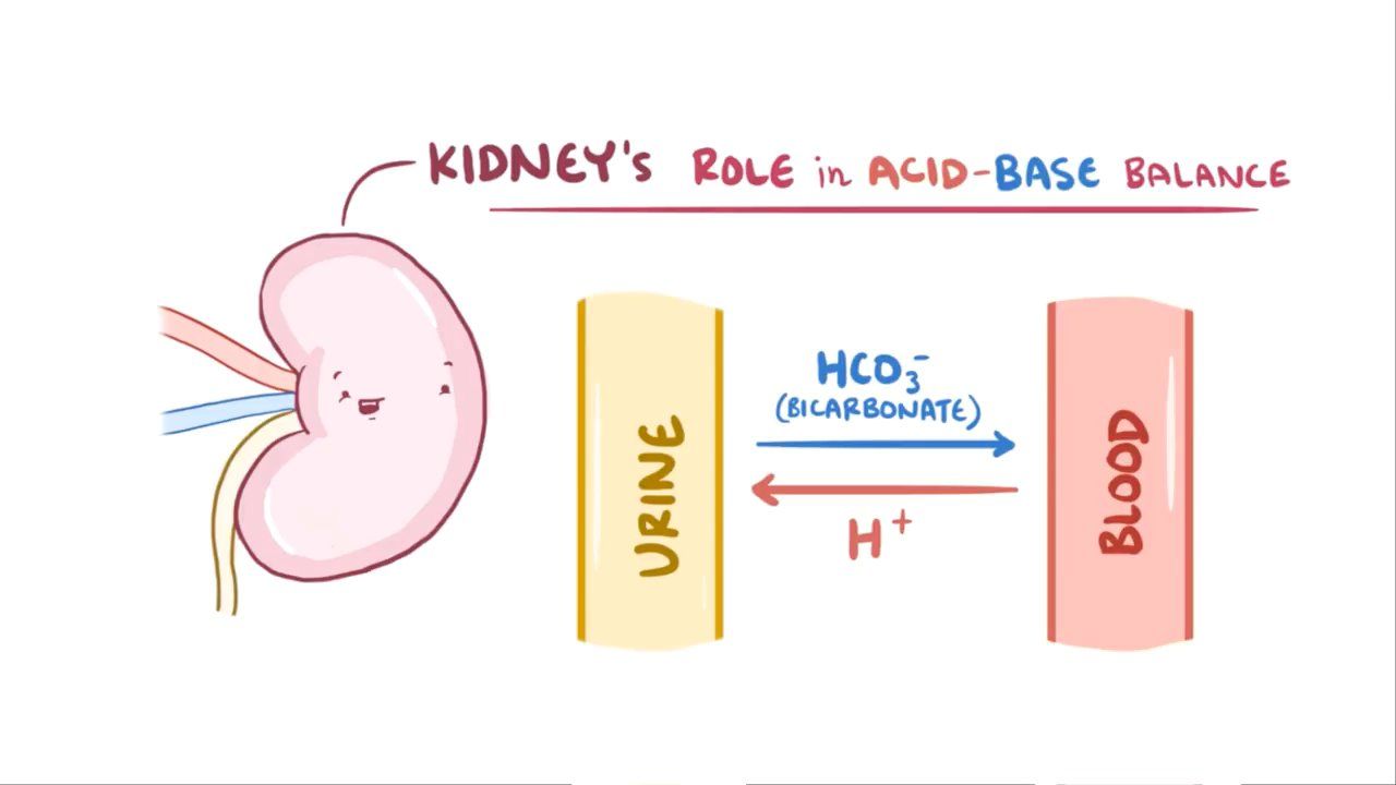 Renal Buffer System