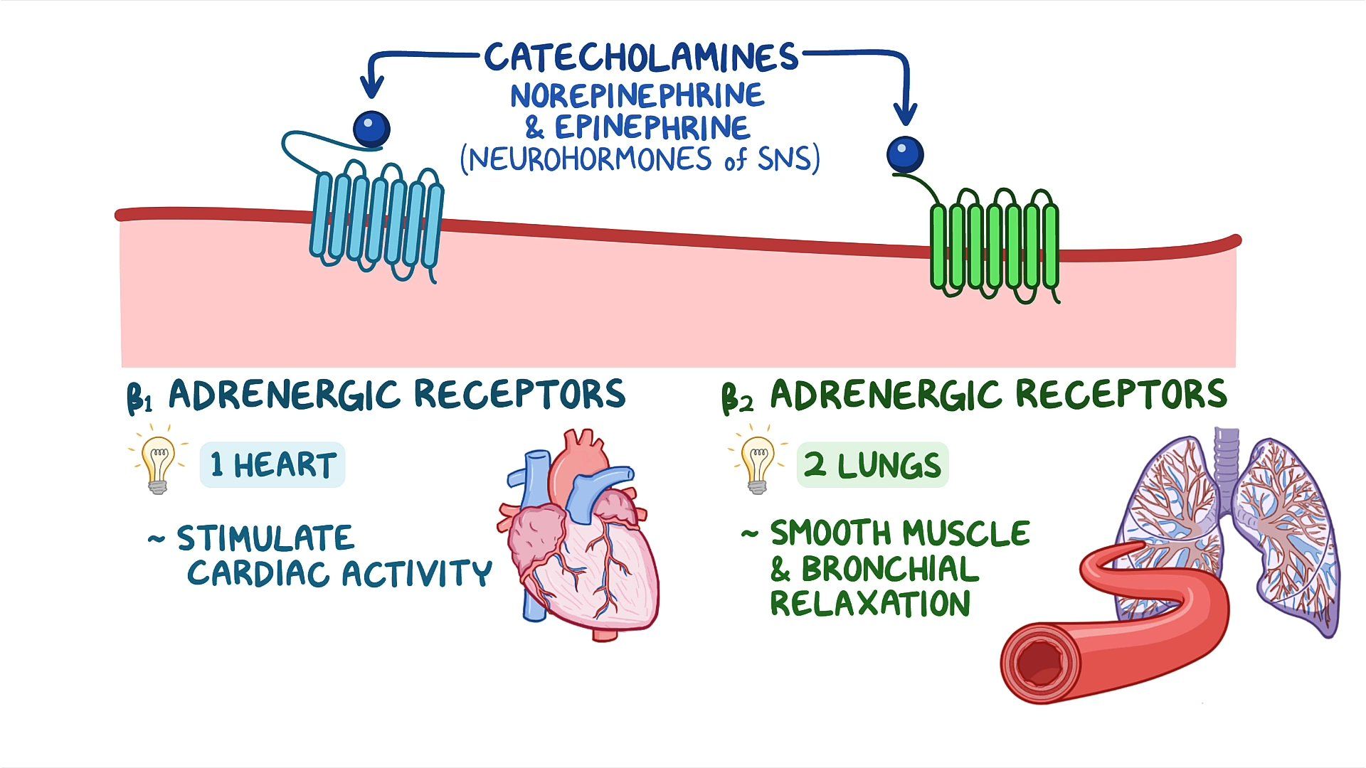 Class II Antidysrhythmic Therapy Beta Blockers Osmosis Video Library