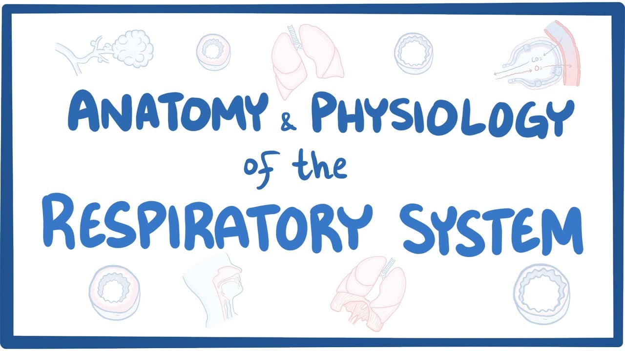 Assessment of Thorax and Lungs - Osmosis Video Library