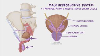 Reproductive System