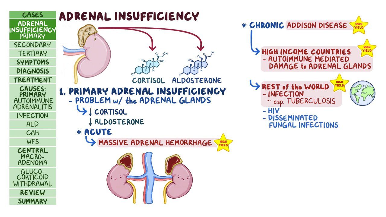 Adrenal Insufficiency Pathology Review Video Osmosis