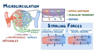 Cardiovascular system