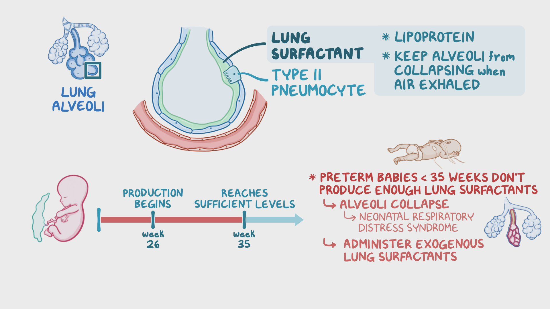Lung Surfactants And Antenatal Corticosteroids Nursing Pharmacology 
