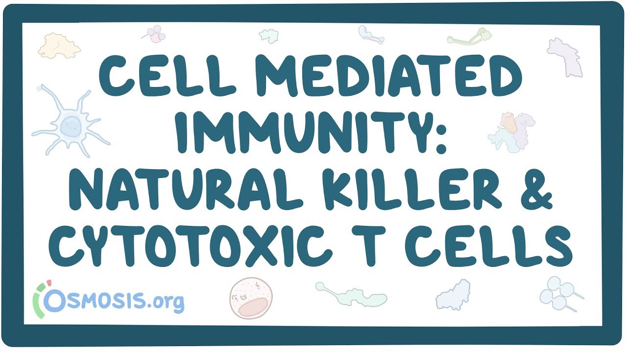 Cell-mediated immunity of natural killer and CD8 cells: Video | Osmosis
