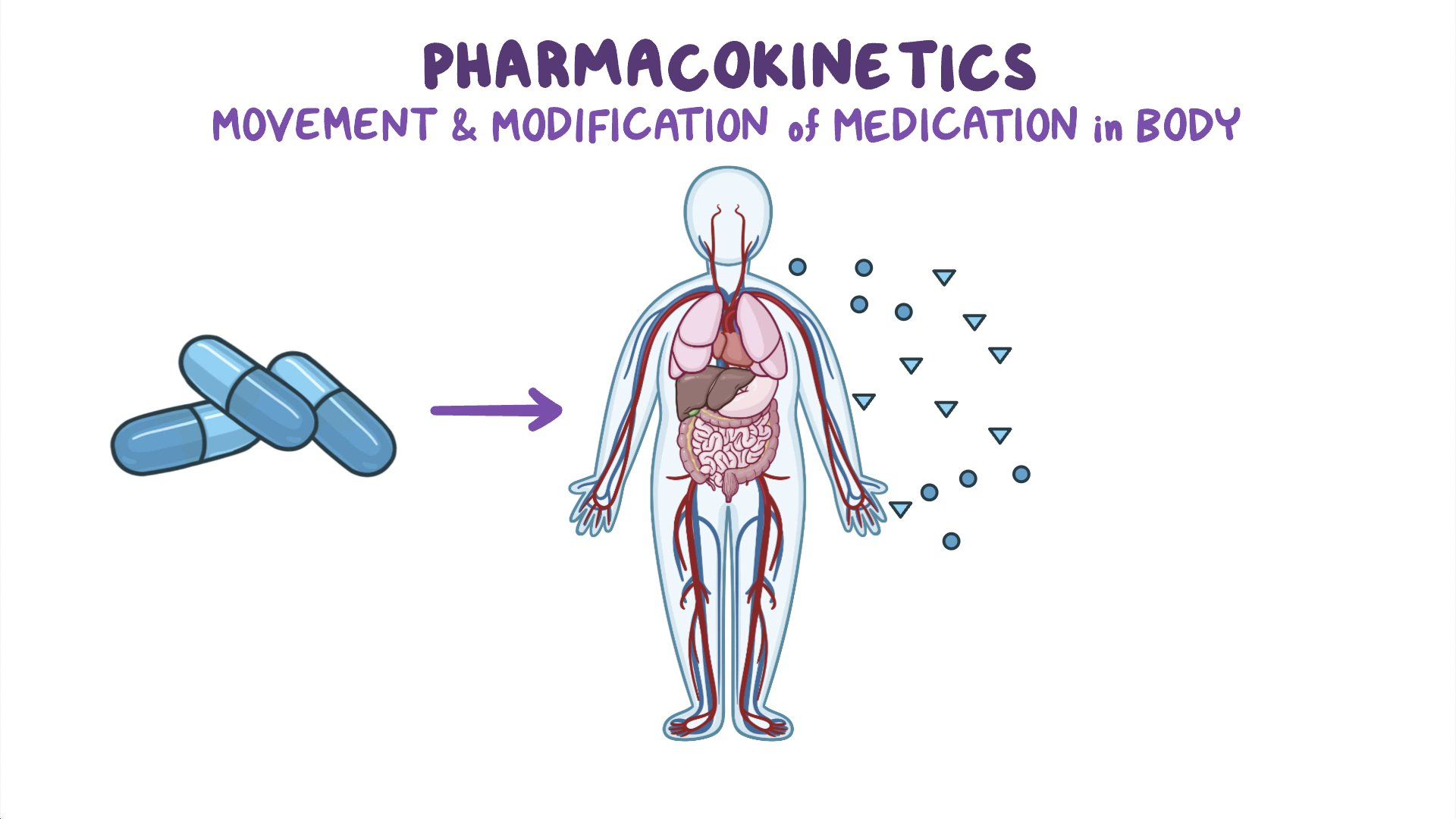 What Is Drug Absorption In Pharmacology At Edith Drum Blog What Is Drug Absorption In Pharmacology At Edith Drum Blog