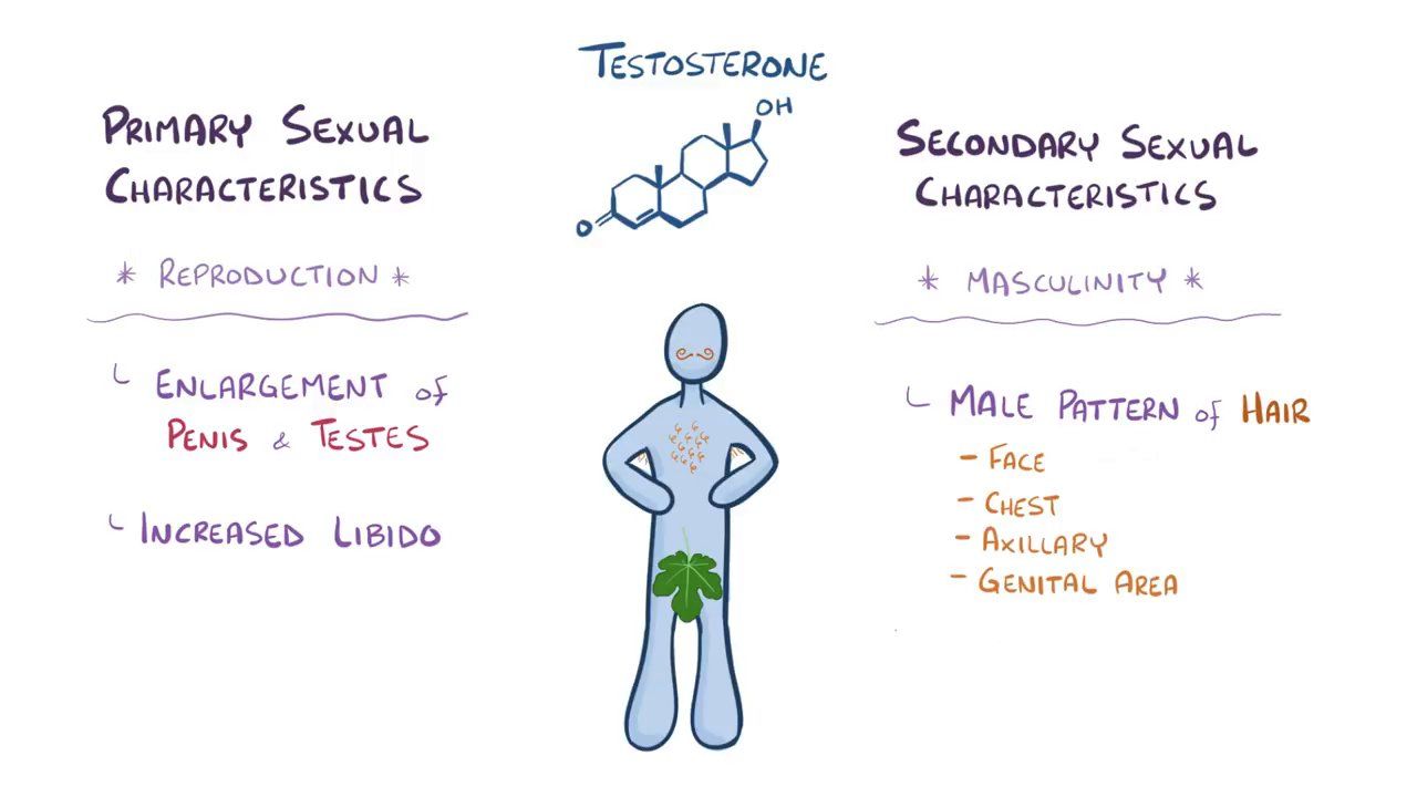 Testosterone Video Anatomy Definition Function Osmosis