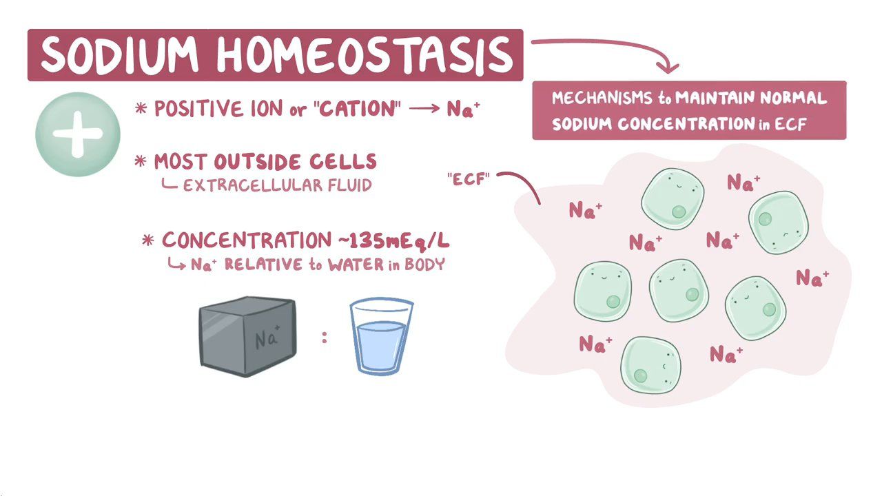 Sodium Homeostasis Video Anatomy Definition Osmosis