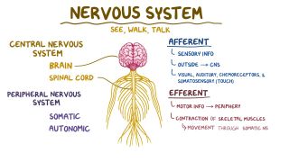 Nervous system