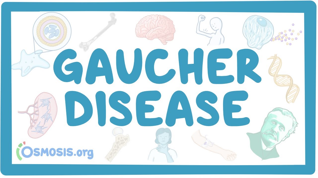 Gaucher disease (NORD) Video, Anatomy & Definition Osmosis
