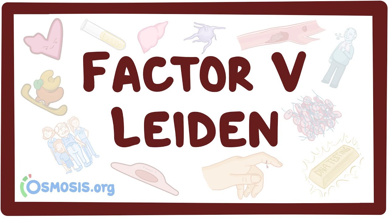 Factor V Leiden Vídeo, Anatomía, Definición & Función Osmosis