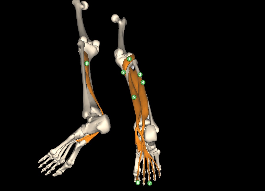 Deep posterior compartment of the leg Video Osmosis