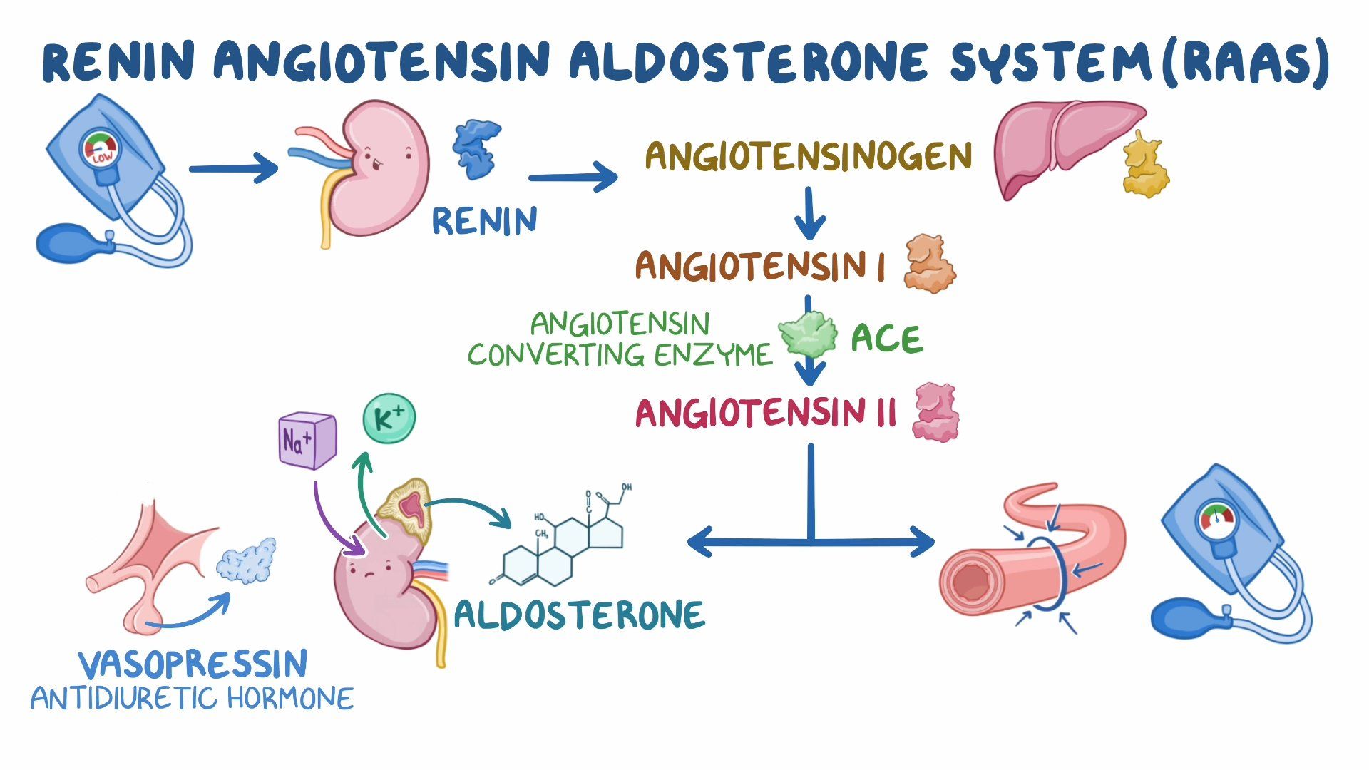 Drugs Impacting The Renin Angiotensin Aldosterone System ACE And ARB 