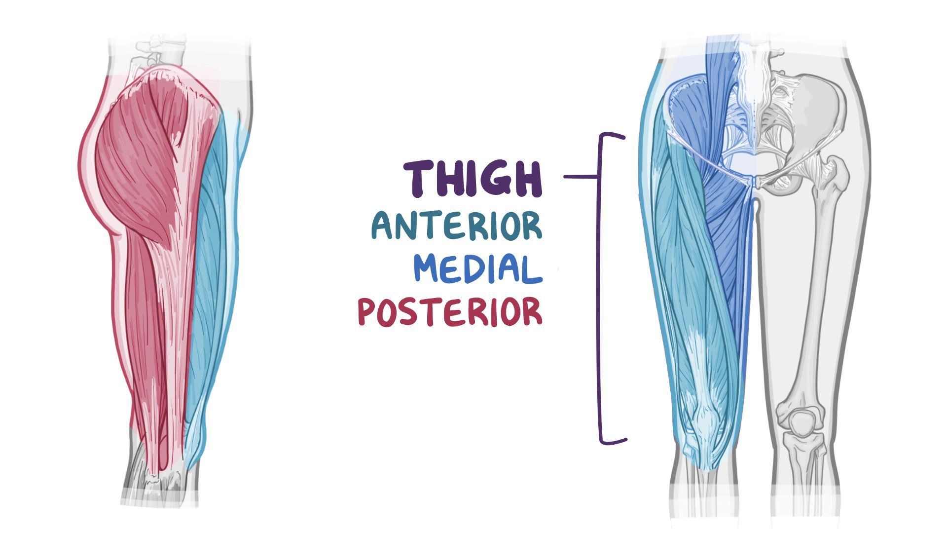 Indentation In Thigh Causes Early ALS Muscle Atrophy Vs Benign 