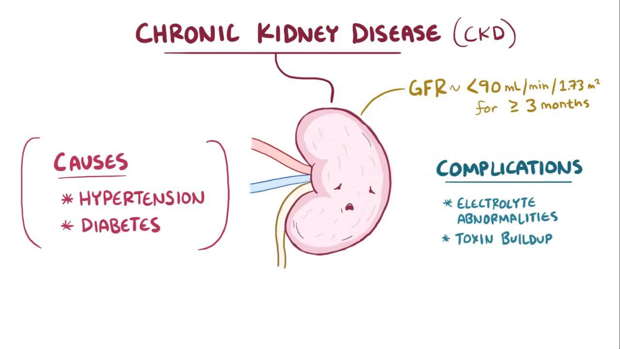 Chronic Kidney Disease Video Anatomy Definition Osmosis