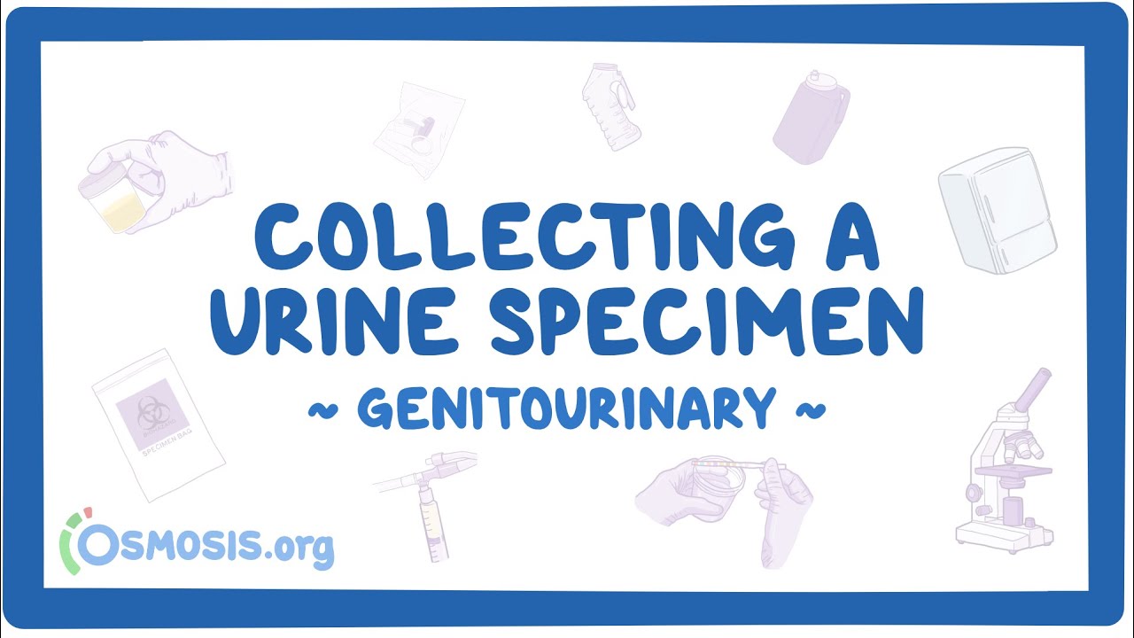 Genitourinary Collecting a urine specimen (for nursing assistant