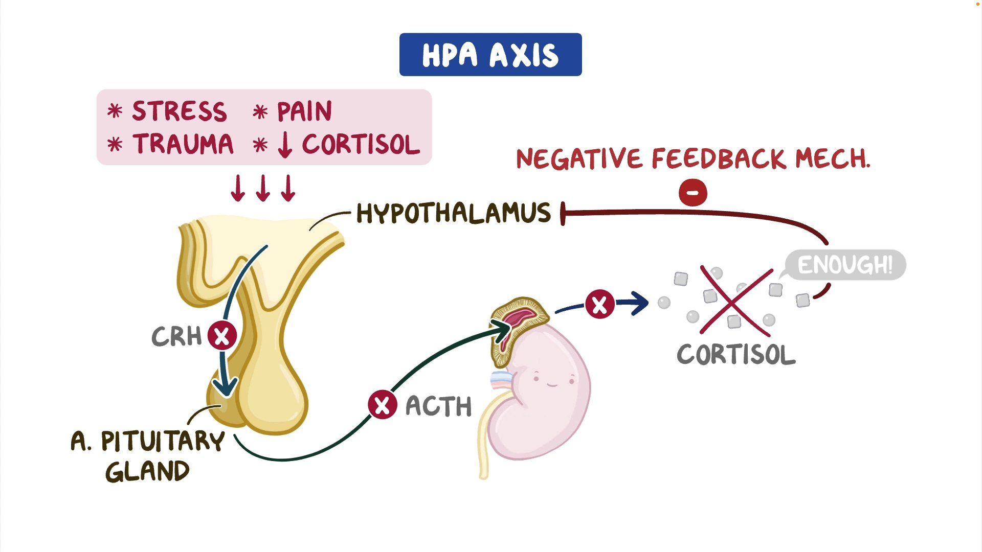 Corticosteroid Therapy Osmosis Video Library