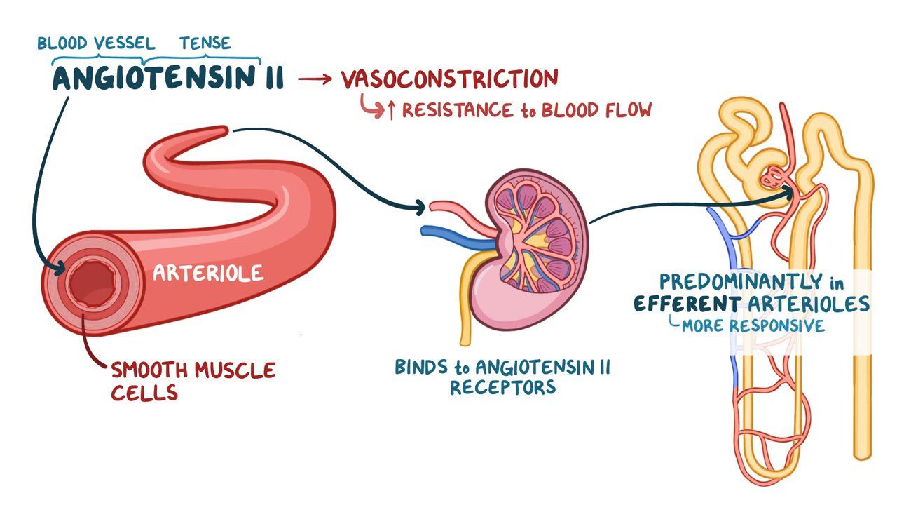 Renin Angiotensin Aldosterone System RAAS Quiz 43 OFF