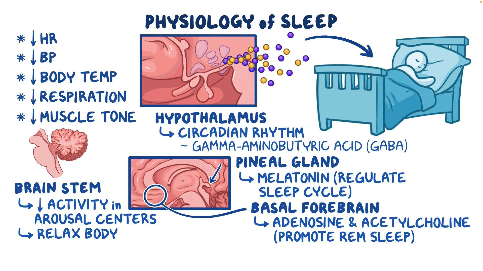Overview Of Sleep Osmosis Video Library