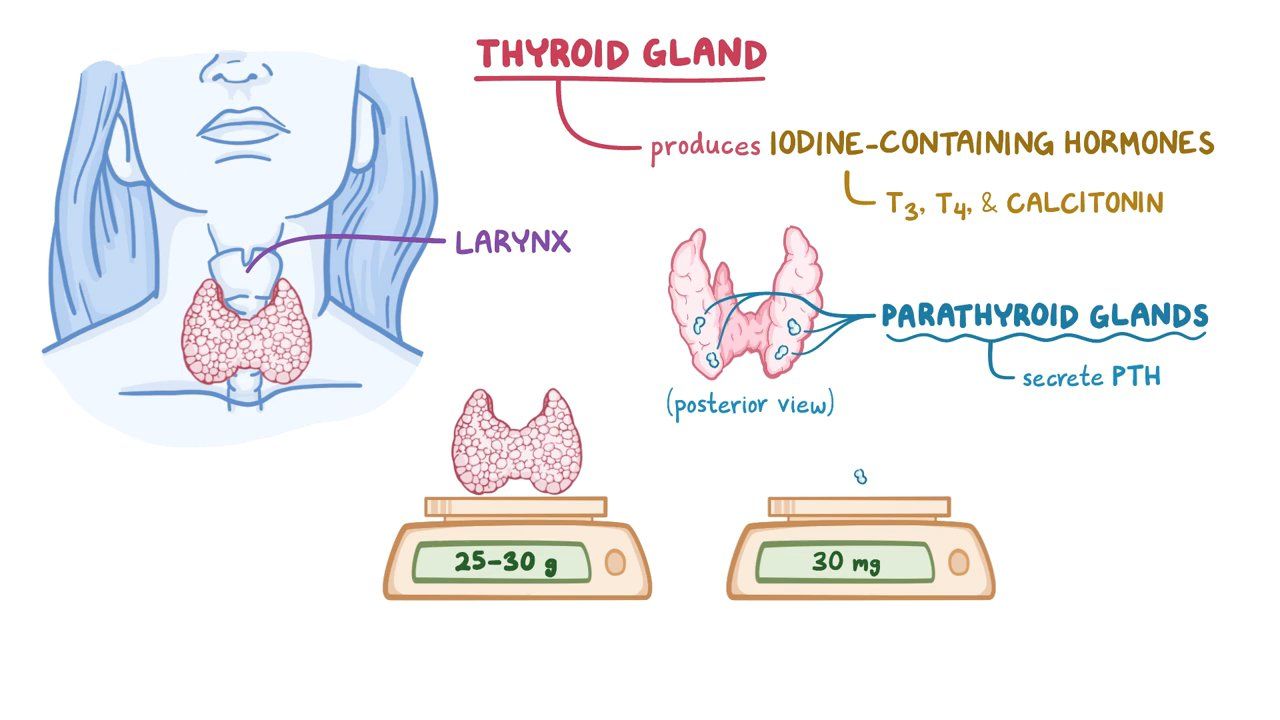 Thyroid And Parathyroid Gland Histology Video Osmosis