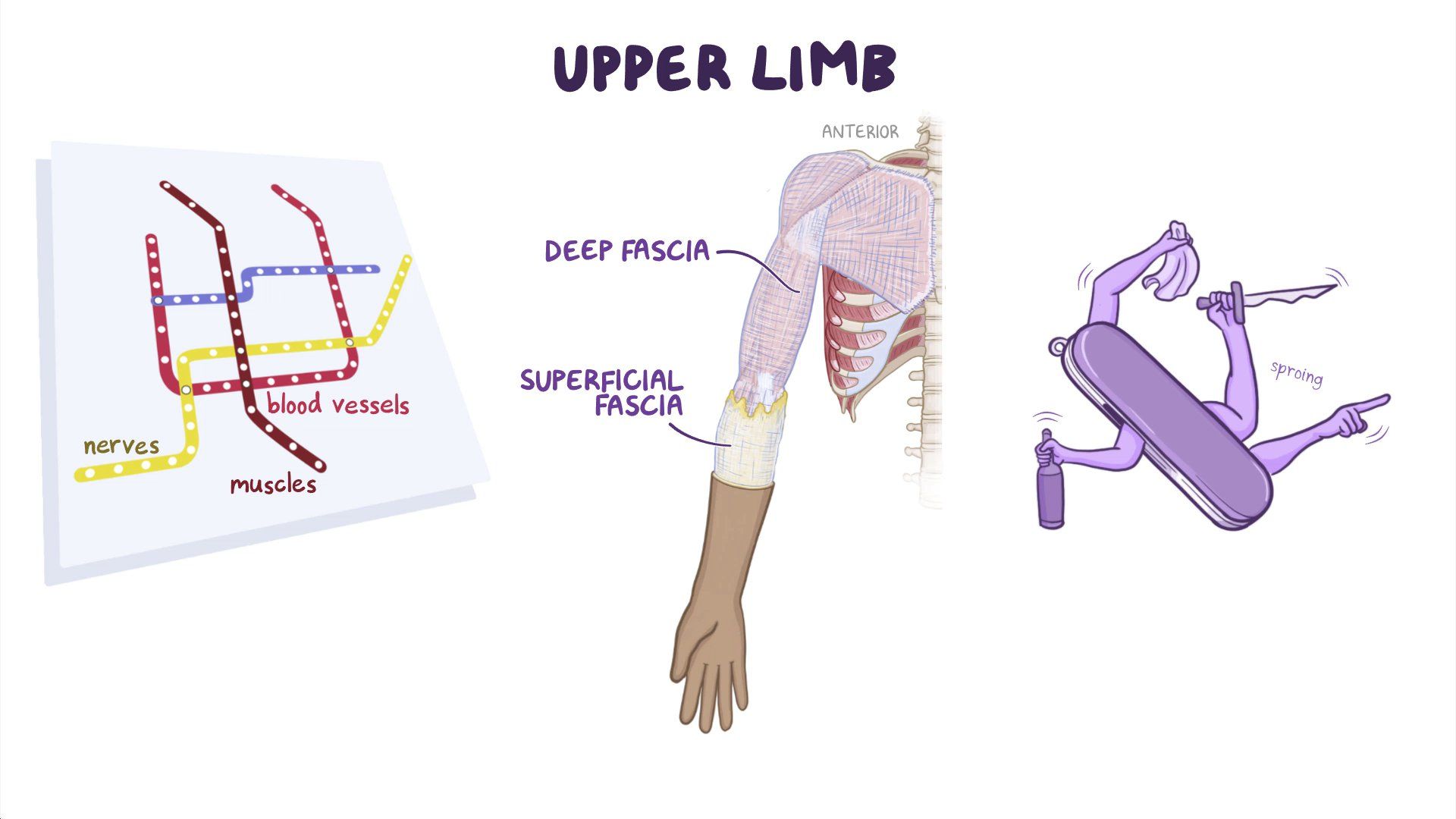 Upper Limb Muscles Diagram Upper Limb Muscles Diagram