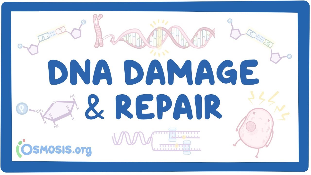 DNA damage and repair: Video, Causes, & Meaning | Osmosis
