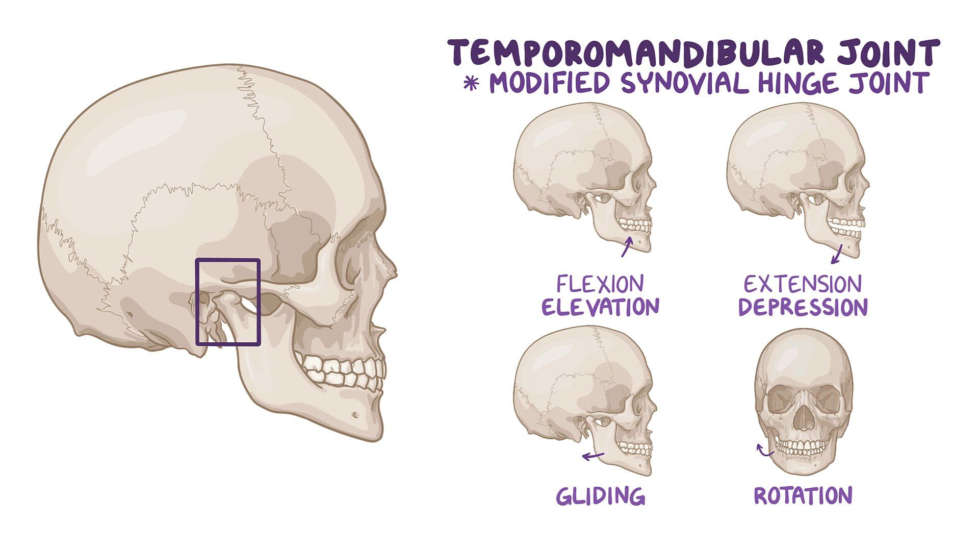 Anatomy Of The Temporomandibular Joint ScienceDirect 42 OFF