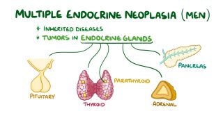 Endocrine system