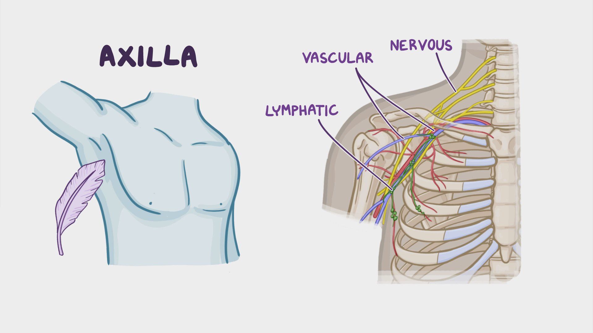 Axilla Bedeutung Guideline Zur Axilladissektion GTST