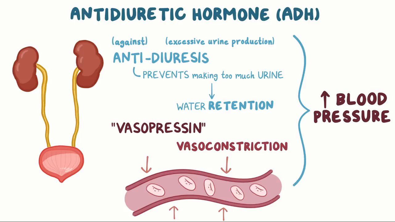Vasopressin And Its Analogues In Shock States A Review 44 OFF