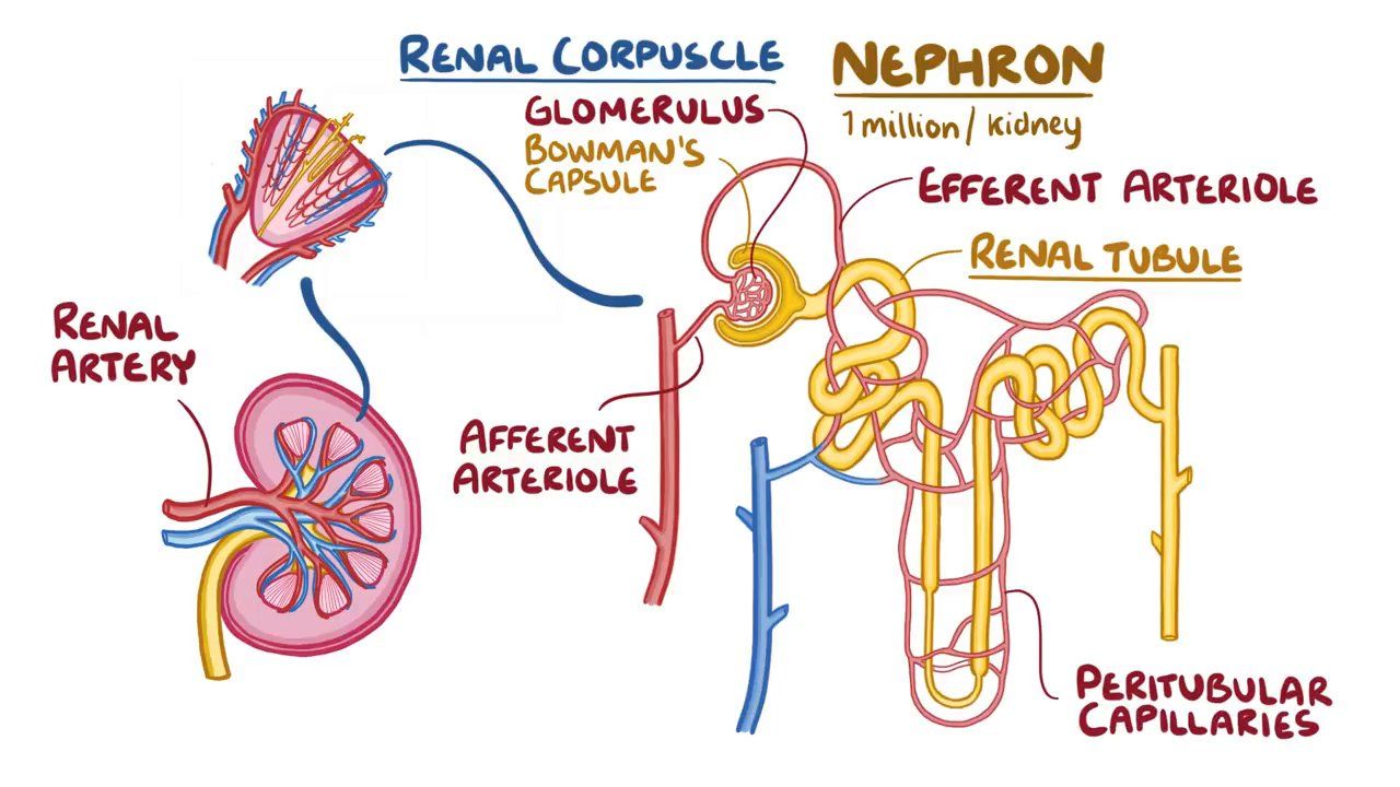 Afferent Arteriole And Efferent Arteriole