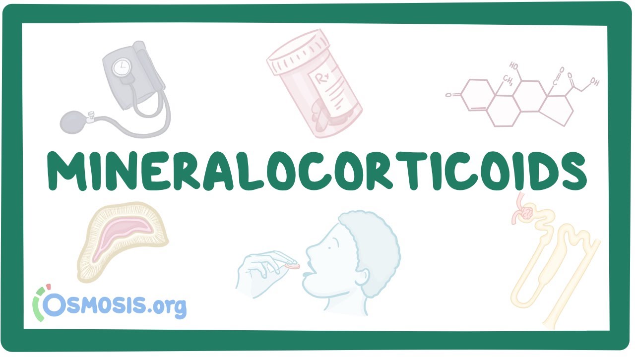 Mineralocorticoids and mineralocorticoid antagonists: Video, Causes ...