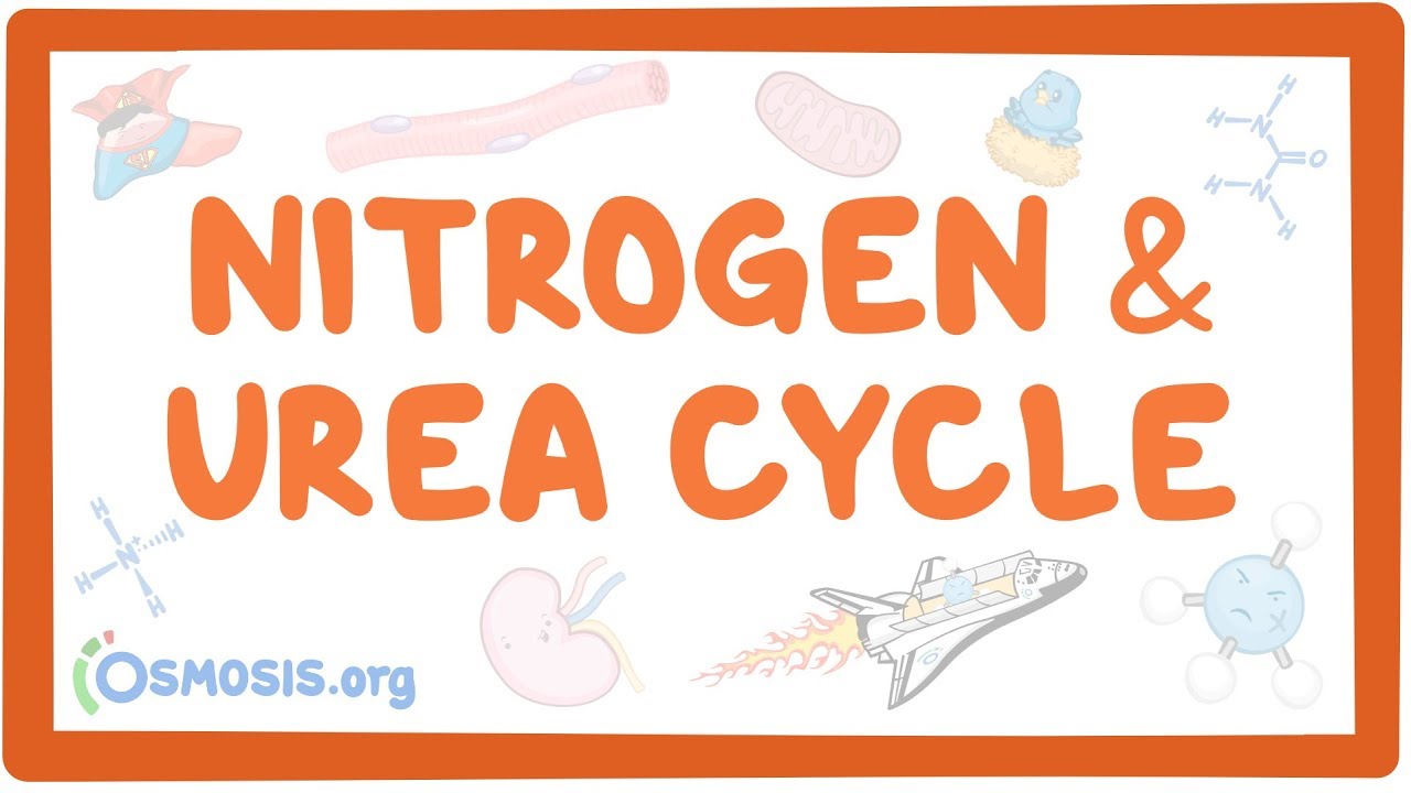 nitrogen and urea cycle osmosis urea cycle