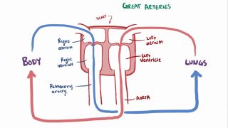 Cardiovascular system