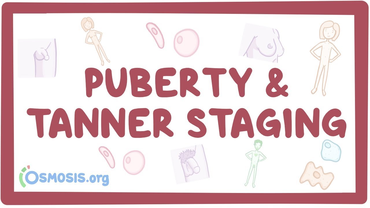 Stages Of Puberty In Boys Chart