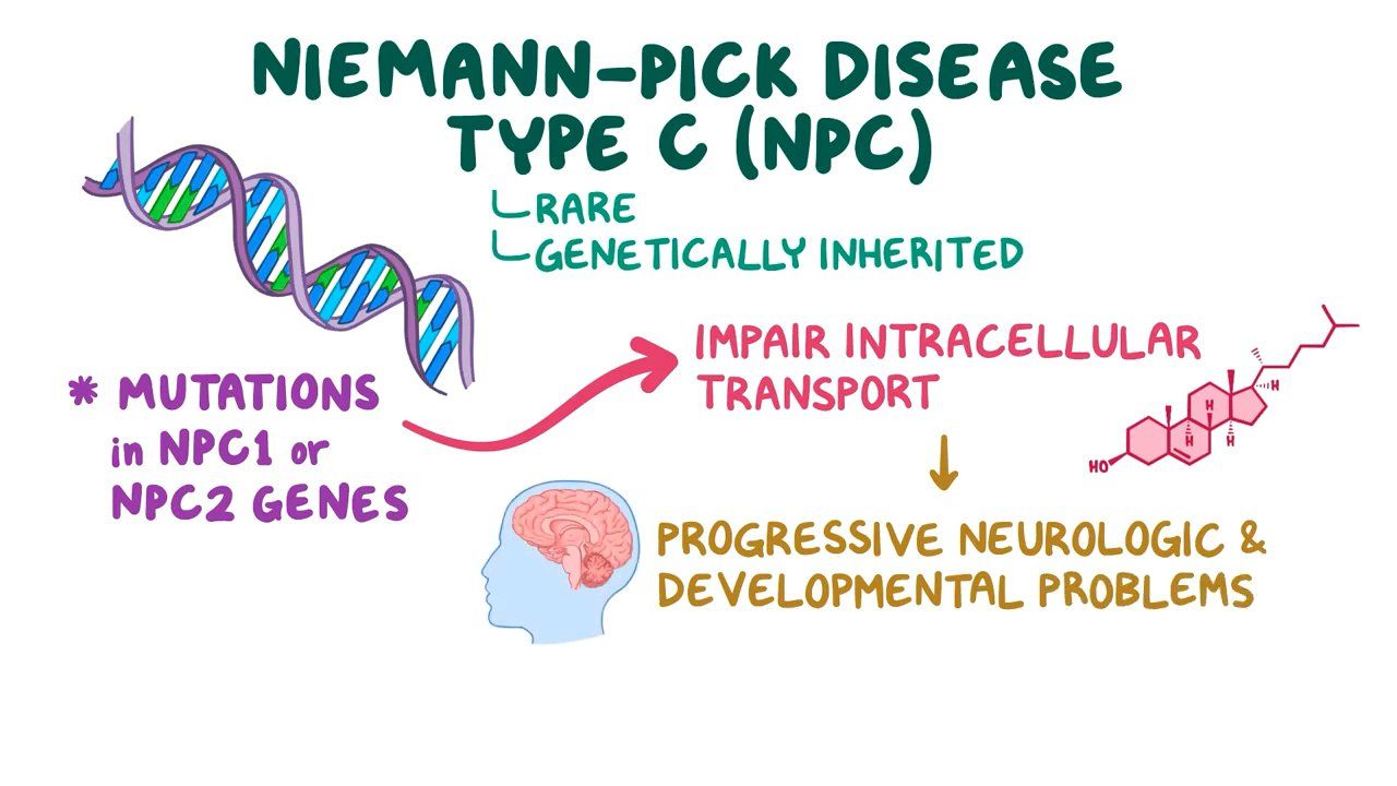 Niemann Pick Disease Type C Video Anatomy Osmosis