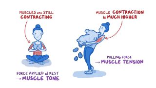Physiology
