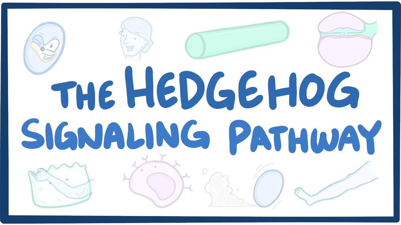 Hedgehog signaling pathway Video, Anatomy & Definition Osmosis